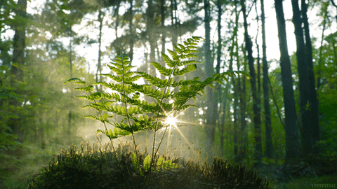 une forêt qui semble vivante et des plantes