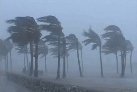 des palmiers résistants face à une tempete - résilence de la nature